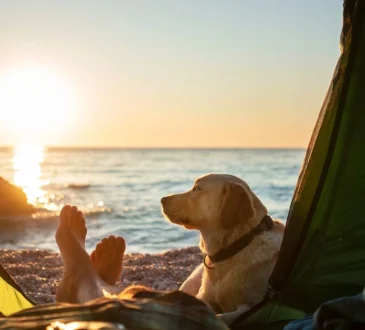 Camping With Dogs: 5 Fun Outdoor Activities To Try