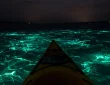 Bioluminescence Kayaking: Plan Your Magical Night Adventure