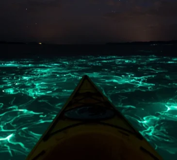 Bioluminescence Kayaking: Plan Your Magical Night Adventure
